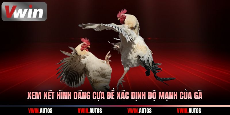 Xem xét hình dáng cựa để xác định độ mạnh của gà