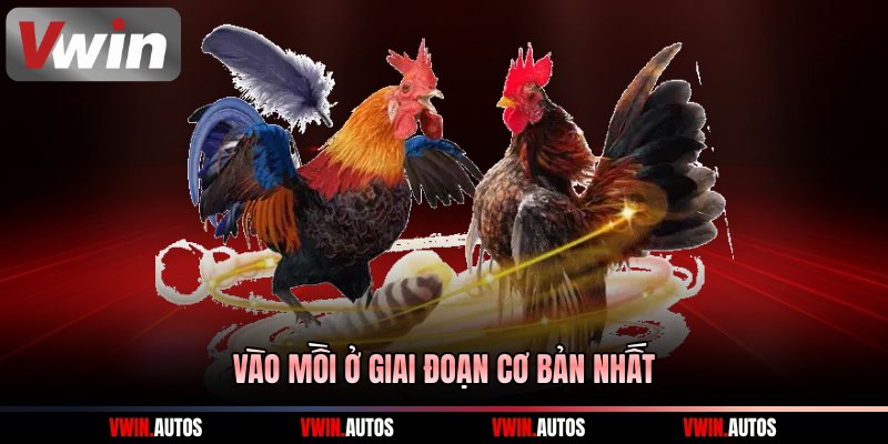 Vào mồi ở giai đoạn cơ bản nhất