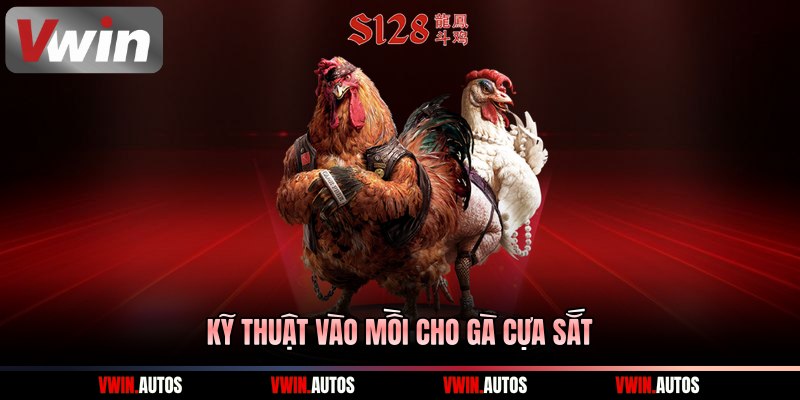 Kỹ thuật vào mồi cho gà cựa sắt